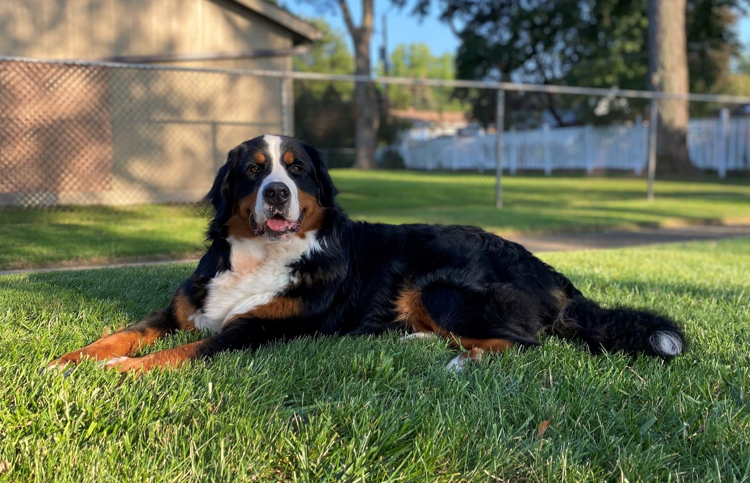 Penelope the Bernese Mountain Dog After a Bath