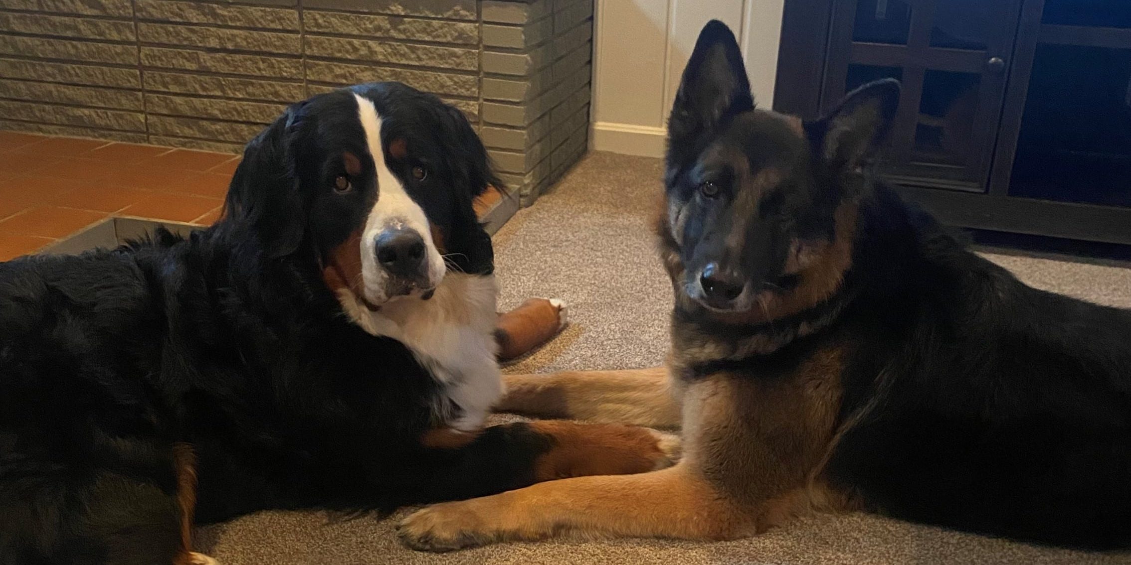 two dogs on carpeting