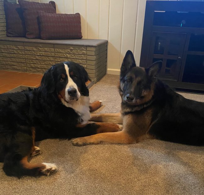 two dogs on carpeting