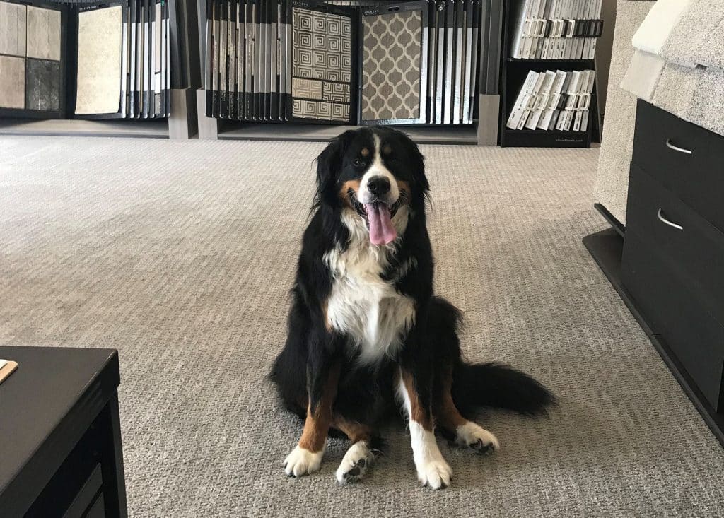 pet-friendly flooring