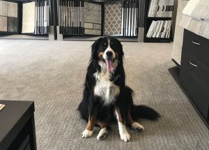 pet-friendly flooring